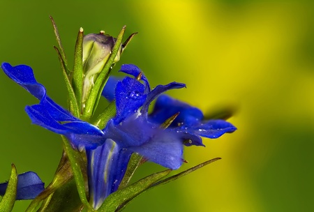 Macro plantsの写真素材