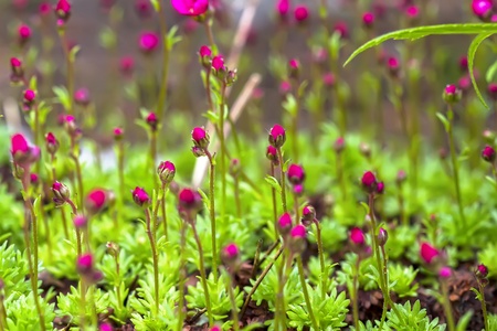 Red garden flower on a green backgroundの写真素材