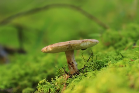 Macro forest plants and fungi の写真素材