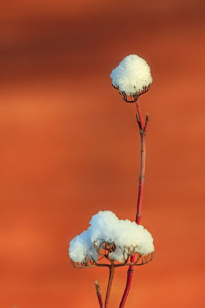 Frozen plant with snowの写真素材