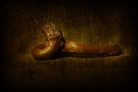 stick from the seaの写真素材