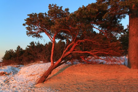 pine dunesの写真素材