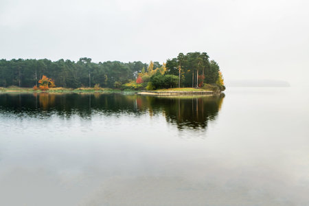 Bay trees in autumnの写真素材