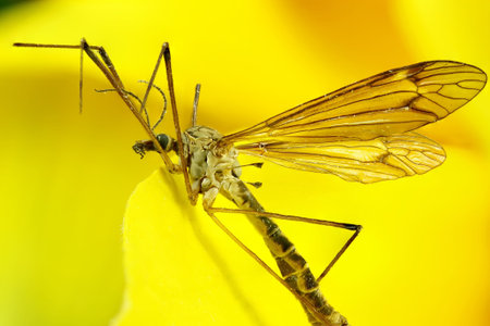 insects in macro