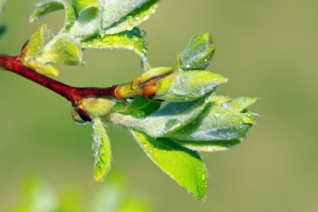 Macro young plantの写真素材