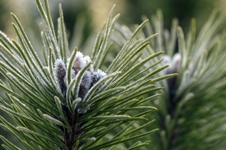 coniferの写真素材