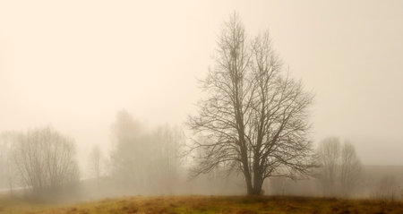 Single tree の写真素材