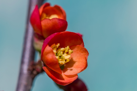 red flower in springの写真素材