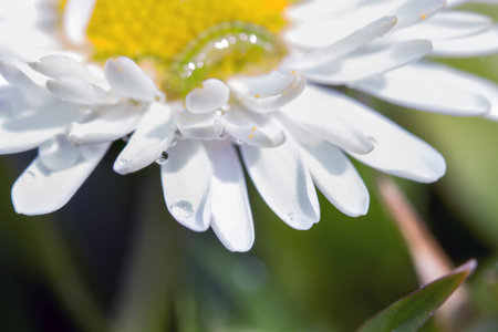 Field of flowers in closeの写真素材