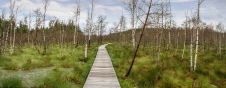 swampの写真素材