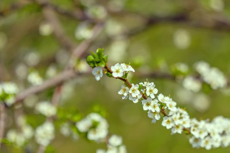 Flowering in spring