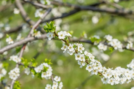 tree Floweringの写真素材
