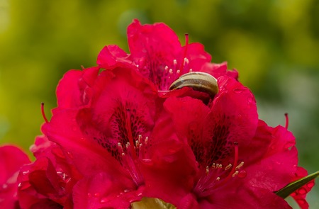 beautiful red bushの写真素材