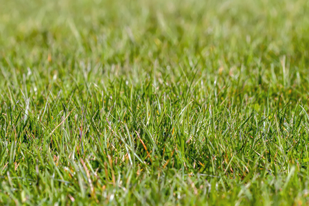 grass macroの写真素材