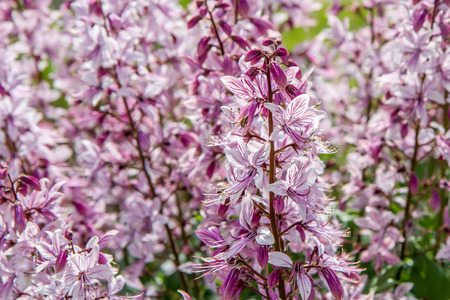 fraxinella in summerの写真素材