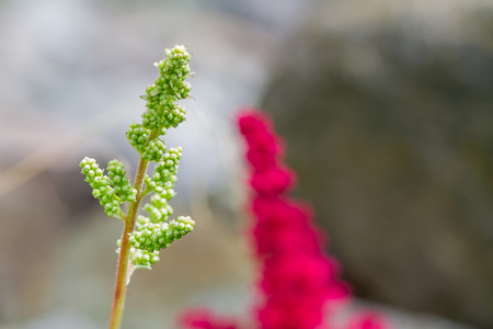  lonely plantの写真素材