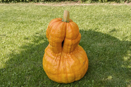 orange pumpkinの写真素材