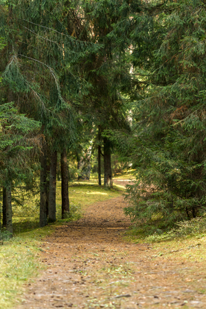 Forest plants and mushrooms to photograph autumnの写真素材