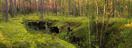 forest panorama in the middle of summer