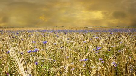 Wheat fieldsの写真素材