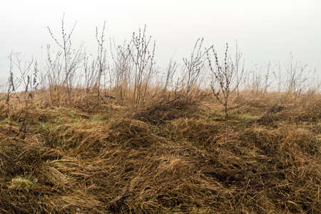 stalkの写真素材