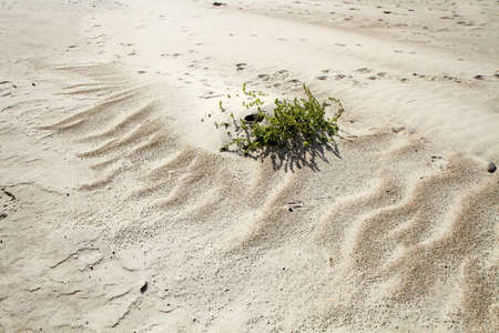 grass on sandの写真素材