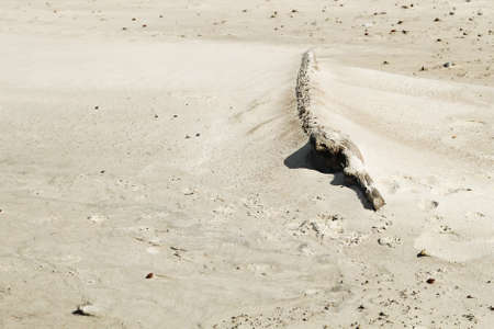 log on sandの写真素材