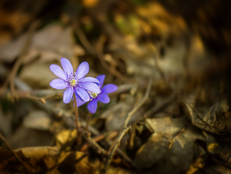 violets in morningの写真素材