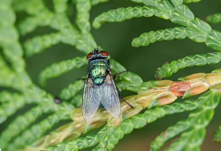 big flyの写真素材