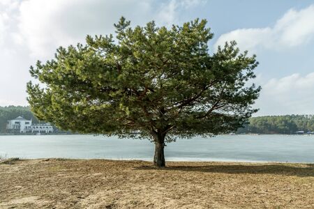 Old tree near Kaunas Lagoonの写真素材