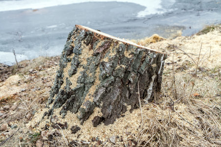Sawdust around the stumpの写真素材