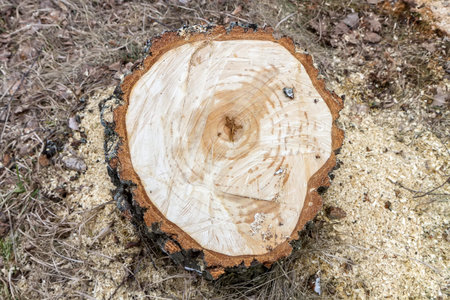 Cut tree stump from topの写真素材