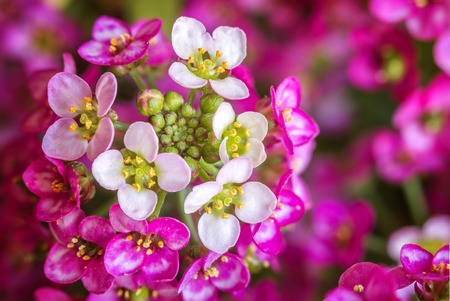 Purple flower macroの写真素材