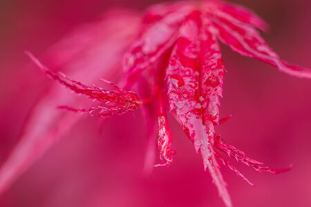 red leaf with dew dropの写真素材