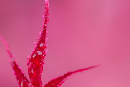 Red Leafの写真素材
