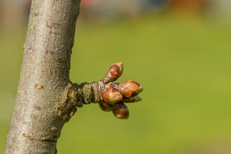 small plant budsの写真素材