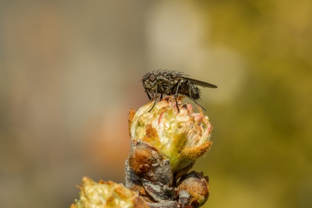 fly on budの写真素材