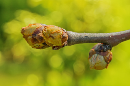 spring plant budsの写真素材