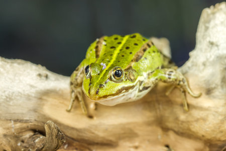 small frogの写真素材