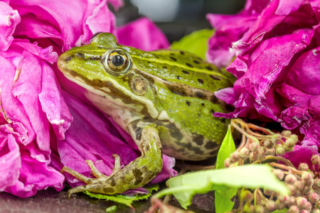 Frog among the flowers close