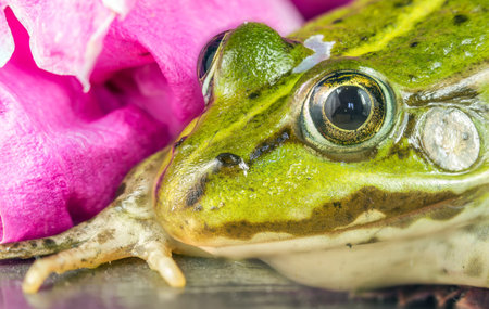 Frogs close