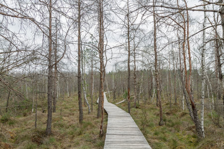 narrow bridge to the swampの写真素材
