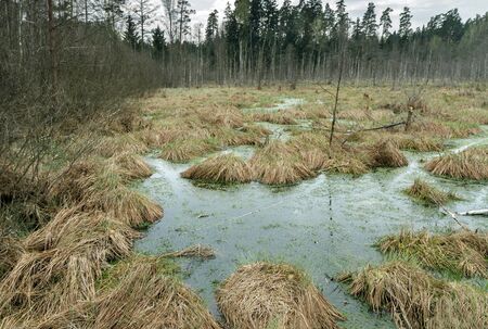 Grass overgrown swampの写真素材