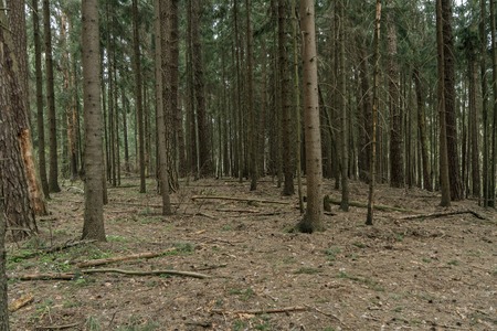 Old Forest In Summerの写真素材