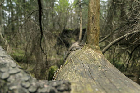 Fallen Tree Closeの写真素材