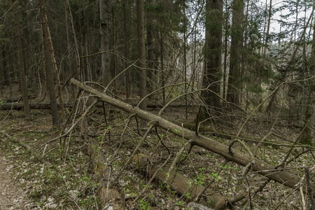 Dry Tree In Forestの写真素材