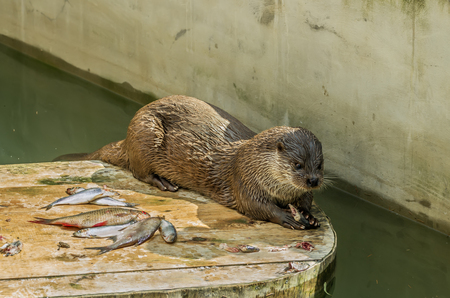 Otter eating fishの写真素材