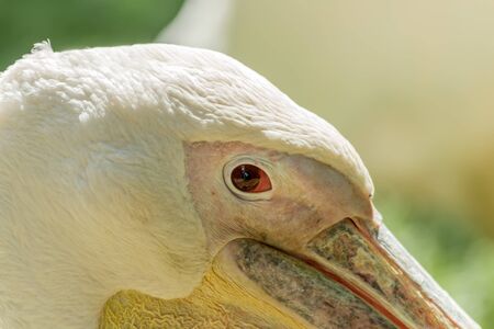 Pelican eye closeの写真素材