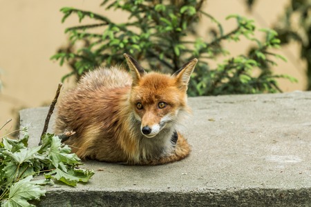the foxの写真素材