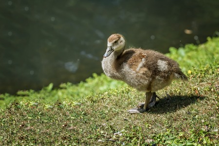 ducklingの写真素材
